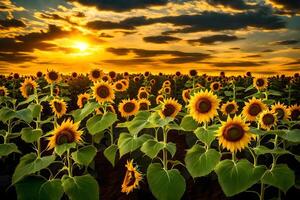 AI generated sunflowers in a field at sunset photo