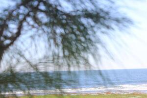 blurred spruce foreground, focused on background. blue sea and wave at the beach photo