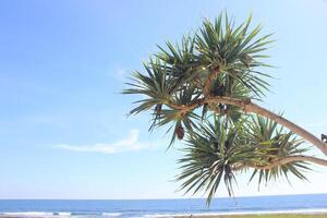 tropical árbol, playa, azul mar y azul cielo. foto