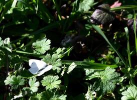 White butterfly on green leaves photo