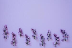 Top view of the laying of lilac flowers lying on the table, copy space on a purple background. Spring has come photo