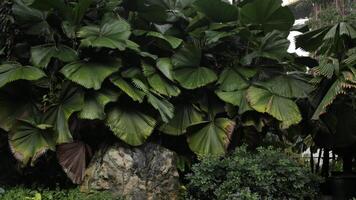 paysage vue de lourd pluie douche et fort vent au dessus le paume des arbres plus de des nuages tropical forêt tropicale. Naturel tropical paysage vue il pleut douche dans le dense forêt video