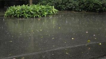 närbild låg vinkel se av sommar tung regn droppar faller in i pöl vatten regn släppa på asfalt av väg bland tropisk regnskog trädgård, tropisk sydöst Asien klimat video