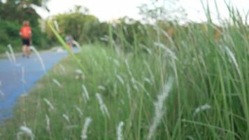 Landschaft Aussicht von Gras Blume im Feld ziehen um durch Wind blasend, wild Schilf Gras Blume im Wiese schwanken von Wind Schlag. Grün Feld schwankend mögen Welle im Wind Brise video