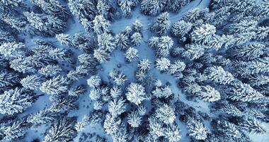 Cinematic Aerial View of Snow Covered Winter Forest Trees Landscape video