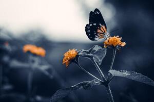 carperblanco belén Java - hermosa mariposa ese apesta el néctar de lantana camara flores en el playa en el Mañana. foto