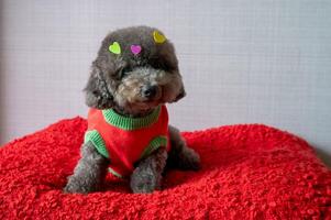 Adorable black poodle dog sitting on red bed with love shape stickers on his fur for Valentines day concept. photo