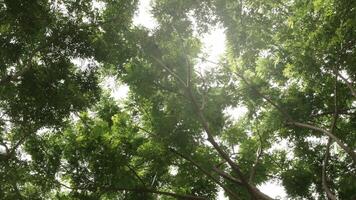 Low angle view look up at the top of the natural greenery tropical rainforest trees with sunshines video