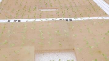 vue de conférence salade légume germer dans moderne légume cultiver, hydroponique biologique légume cultiver. Naturel en bonne santé nourriture biologique video
