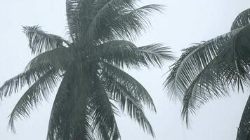 Aussicht oben zu Kokosnuss Palme Bäume unter schwer Regen und sehr stark Wind im Schlecht Wetter unter Taifun Herrikan Zyklon Sturm. Sturm in der Nähe von Strand Meer Küste im Asien video