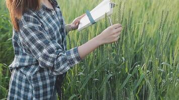 slim boerderij. boer met tablet in de veld. landbouw, tuinieren of ecologie concept. oogsten. agro bedrijf. video