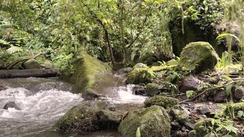 motion background nature landscape scenic river in the forest video