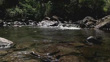 movimento fundo natureza panorama cênico rio dentro a floresta video
