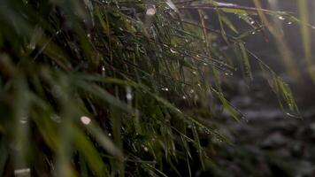 pluie gouttes sur le herbe video