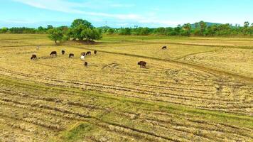 vaches - aérien vue par une drone pendant le coucher du soleil video