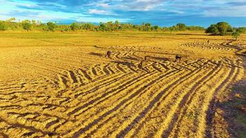 bufali - pascolo nel il risaia campo durante tramonto video