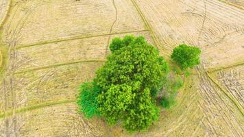 banyan albero - uccelli occhio Visualizza di un' fuco video