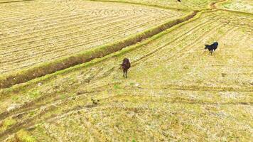 Cow in the Paddy Field - Orbiting Shot By a Drone video