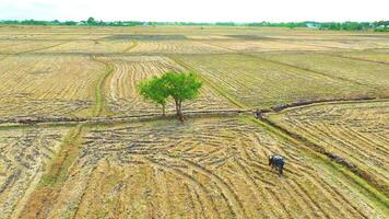 Büffel Weiden lassen um ein klein Baum - - Antenne Aussicht video