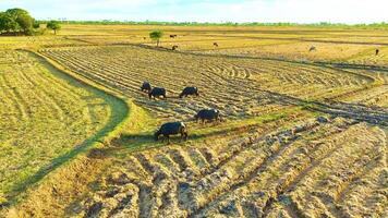 búfalos - pastar dentro a arroz campo - órbita tiro de uma zangão durante pôr do sol video