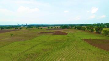 gras weide met cattles - antenne visie - achteruit video