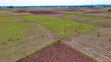 Grass Meadow With Cattles - Drone View video