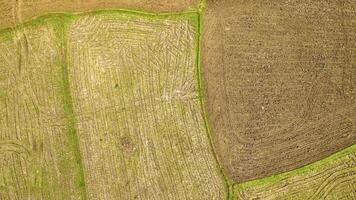 herbe Prairie - en orbite coup par une drone video