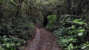 movimento fundo natureza caminhando dentro a meio do a floresta video