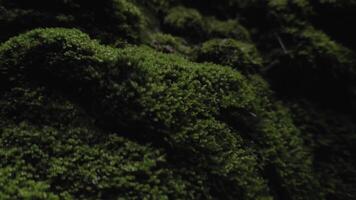 motion background nature a close up of moss on a tree video