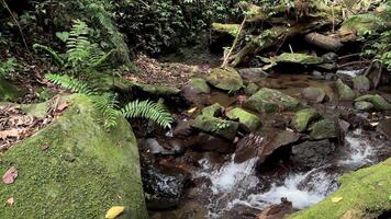 movimento fundo natureza panorama cênico rio dentro a floresta video