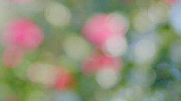 Beautiful Pink Camellia Japonica In Garden. Pink Camellias Flower Symbolize Greatness Of Soul. Bokeh. video