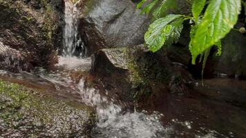 motion background nature landscape scenic small river in the forest video