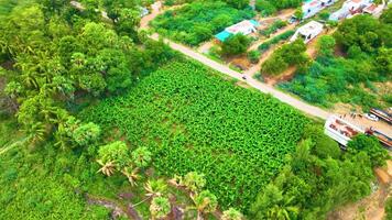 banana plantas perto uma rio - órbita tiro de uma zangão video