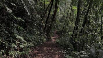 movimento fundo natureza caminhando dentro a meio do a floresta video