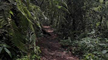 movimento sfondo natura a piedi nel il mezzo di il foresta video