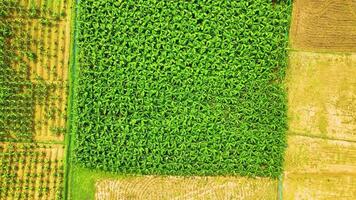 Banana Plantation - Bird's Eye View - Forwards video