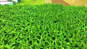 Banana Trees - Cinematic Shot By a Drone video