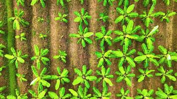 Banana Trees - Drone View - Upwards video