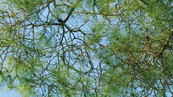 à feuilles persistantes des arbres. à feuilles persistantes sapin arbre pin avec aiguilles. pin branche dans le printemps. statique. video