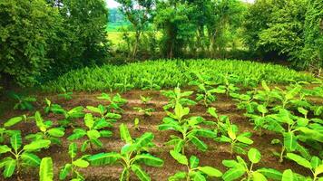 Banana Trees - Aerial View - Backwards video