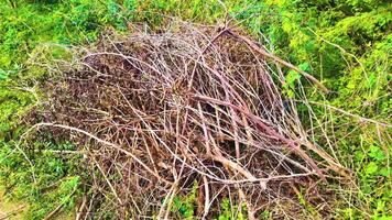 getrocknet Dorn Baum Stücke video