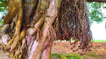 Banyan Tree - Aerial Roots video