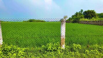 Paddy Field - Fenced Valley video