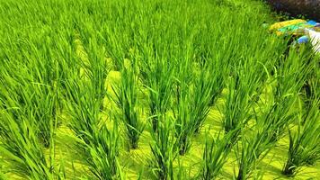 rijstveld veld- - dichtbij omhoog schot -wind blazen video