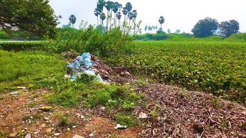 Garbage Dumped Near the Greenish Area video