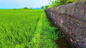 rijstveld veld- - stagneert water video