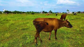 vache agitant ses queue video