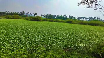 Water Hyacinth - Slow Motion Shot video