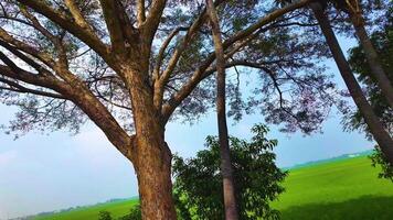 árbol - vástago cerca el arrozal campo video