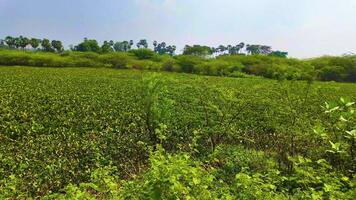 Water Hyacinth . video